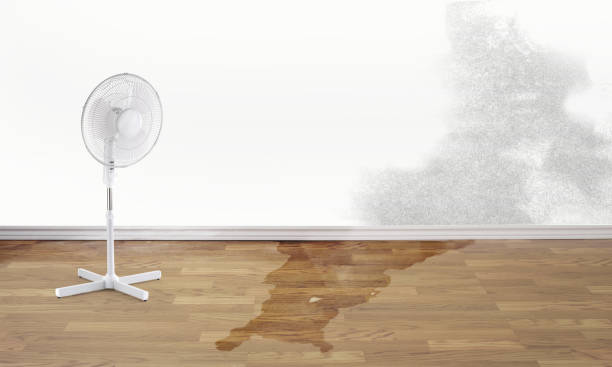 Best Water damage contractors near me  in Dry Ridge, KY